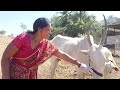 Cow Prepare Milking Try