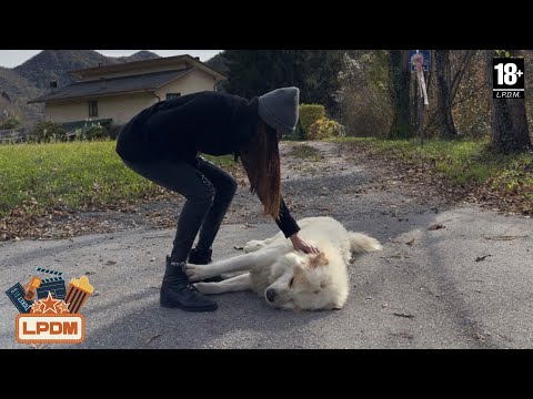 Quella volta che abbandonai un Cane sconosciuto a Schievenin TV