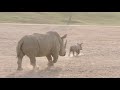 Rhino Calves Exploring