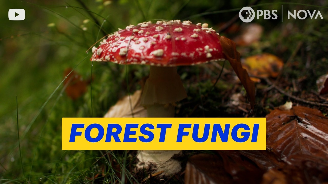 The Underground Network That Helps Forests Survive