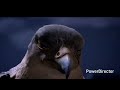 Stuart Little 2 Score Only The Falcon Watches