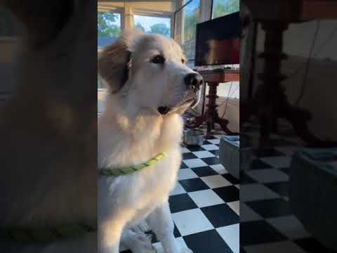 Pepper Checking Things Out