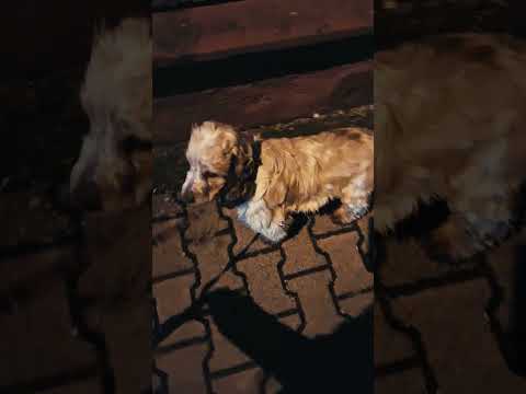 Perros Cocker Spaniel Inglés en venta