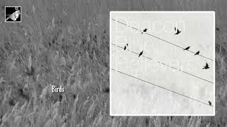 Birds by Deacon Blue