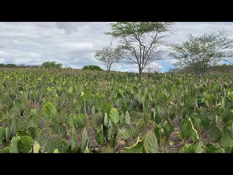 Fazenda á venda em Picuí-PB, medindo 490 hectares, Valor R$ 2.400.000,00.