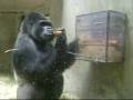 Gorilla Thief at the Zoo in Basel / Gorille au zoo de ...