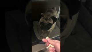 パグの日常Vlog #パグ #犬 #日常vlog #shorts