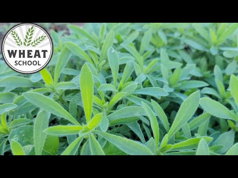 Wheat School: Searching for a silver bullet against resistant weeds