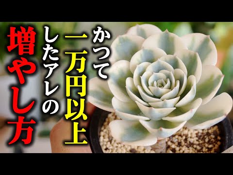 コールラビ:カロリーと栄養価が一目でわかる 植物