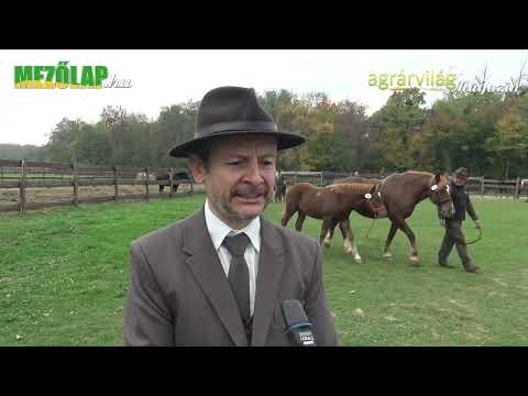 SIKERES PROGRAM A MURAKÖZI LÓ REKONSTRUKCIÓJA – Kovács-Mesterházy Zoltán