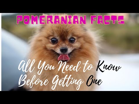Facts About Pomeranian Dogs 101-All You Need to Know