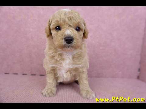 09/09泰迪比熊母幼犬