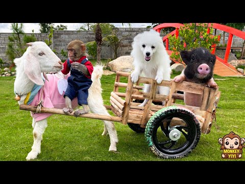 Monkey baby YiYi obediently helps grandpa take care of her friends