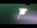 Day Island Wall Dive UWS
