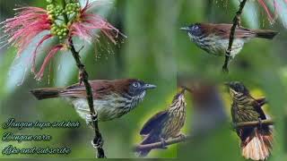 Download lagu suara ciung air loreng jantan gacor suara cung cung panjang mp3 Download lagu suara ciung air loreng jantan gacor suara cung cung panjang mp3