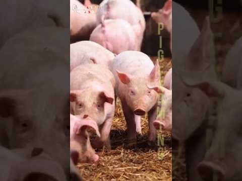 Pig Farming