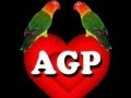 Corre Corazón - Agapornis (letra en descripción ...