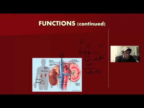 GR 11 Circulatory System (Science Video Tutorial)