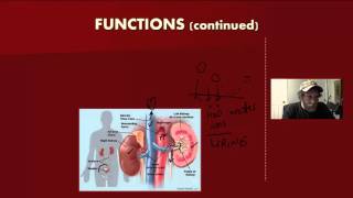 GR 11 Circulatory System (Science Video Tutorial)