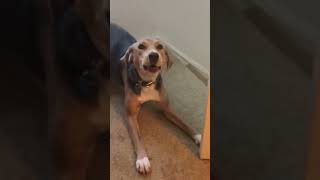Download lagu Nyx the Foxhound Giving Attitude. #houndhunting #coonhunting #foxhound #houndsmen mp3