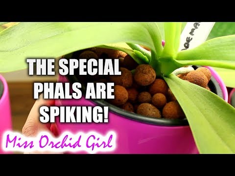 Phalaenopsis Orchids Update - The novelties and special ones!