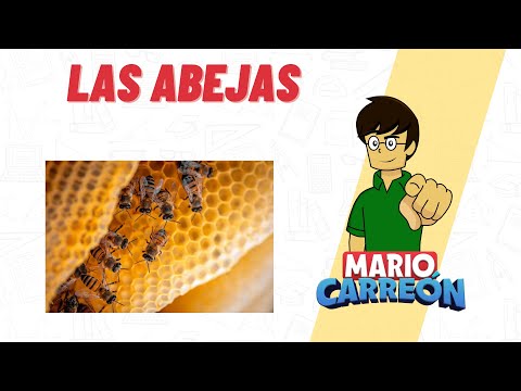 Las abejas 🐝 🌼