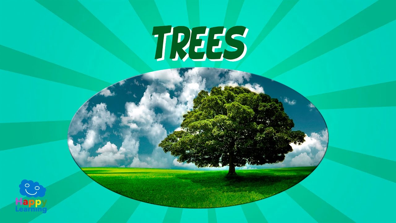 Trees | Educational Video for Kids