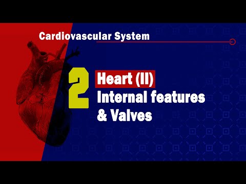 𝟐. 𝐇𝐞𝐚𝐫𝐭 (𝐈𝐈) (𝐈𝐧𝐭𝐞𝐫𝐧𝐚𝐥 𝐟𝐞𝐚𝐭𝐮𝐫𝐞𝐬 & 𝐕𝐚𝐥𝐯𝐞𝐬) 🫀❤️️ 2️⃣ (السمات الداخلية وصمامات)