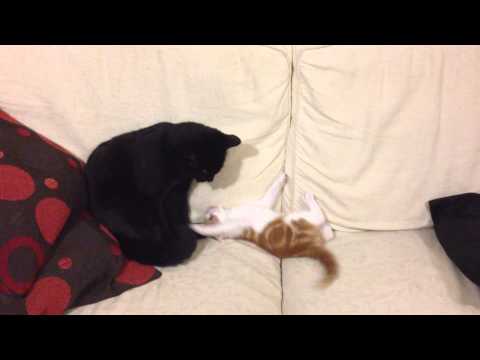 Spider-Man and Mary Jane kiss. Cat style.