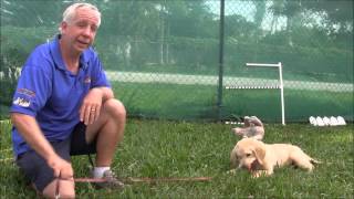 Hvernig á maður að leika í reipitogi?