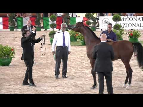 N.44 TAMMAM ATHBAH - Italian Nationals 2018 - Yearling Colts (Class 4B)