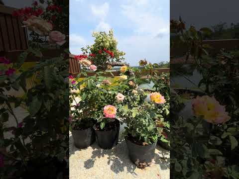 Mount Picnel Resort Reel 2