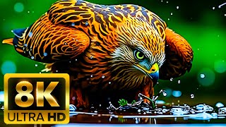 SUPREME COLOR 8K ULTRA HD (60FPS) – The Ultimate Visual Experience