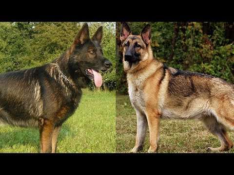 The Different Types of German Shepherds Which One Should You Get