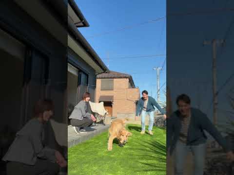 メンテナンスなしで庭用に剪定できない成長の遅い種の低木はどれですか