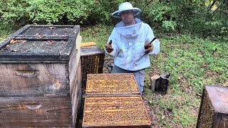 Why Beekeepers Should Never Skip Late Summer Bee Work