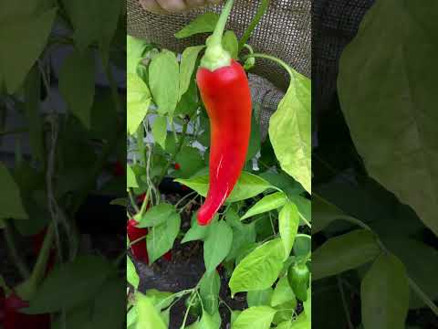 , title : '🌶 Hot Pepper Life Cycle | Square Foot Gardening #pepper #growing #garden #plants #shorts'