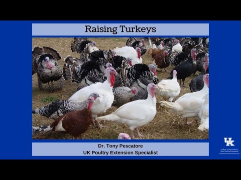 , title : 'Raising Turkeys'