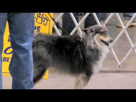 "D-roll" (Dusty) at the 2009 IKC