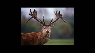 Marisa Monte   Maria de Verdade 432hz