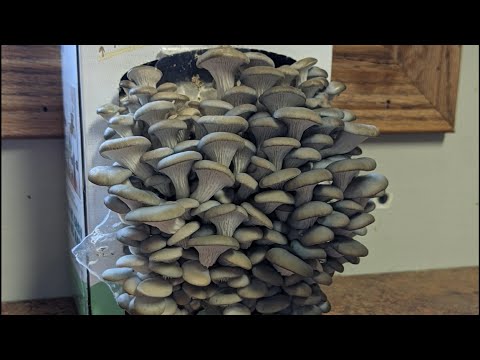 Explosive Ember Pepper Growing From Seedling Through The Summer