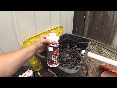 Dutch Bucket Hydroponic Heirloom Tomatoes DIY system Amazing results