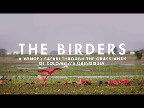 THE BIRDERS | A winged safari through the grasslands of Colombia's Orinoquia. Video