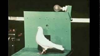 Trained Pigeons! (Episode 27) SLAVE SERMONS