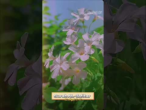 Surah AL-Infitar (11-15) #quranpostsinarabic #shortsofyoutube #islamicology #fazlul 85