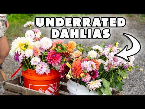 25 Dahlia Varieties That Might Be Your New Favorites!