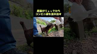 黒猫がリュックからコンビニ袋を盗み出す #猫 #ねこ #cat