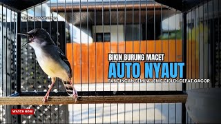 Download lagu suara burung CIBLEK GACOR NGEBREN Pancingan Ciblek Semi bahan jadikan ciblek kristal gacor Tarung mp3