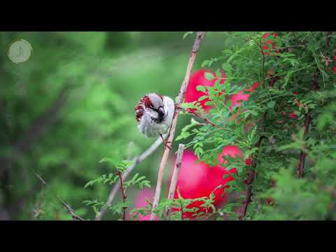 E lupta tot mai grea pe cale (Negativ cu versuri )