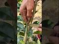 Grafting Orange 🍊 Tree / How to Graft plants / Grafting Techniques #grafting #orange #youtubeshorts